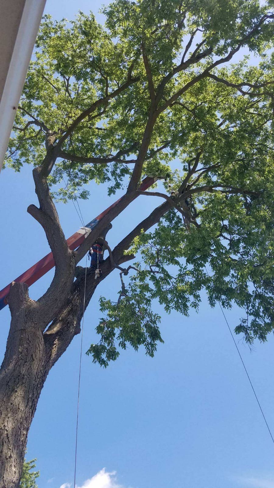 Mid Ohio Tree Service crew using a crane and bucket to service a tall tree
