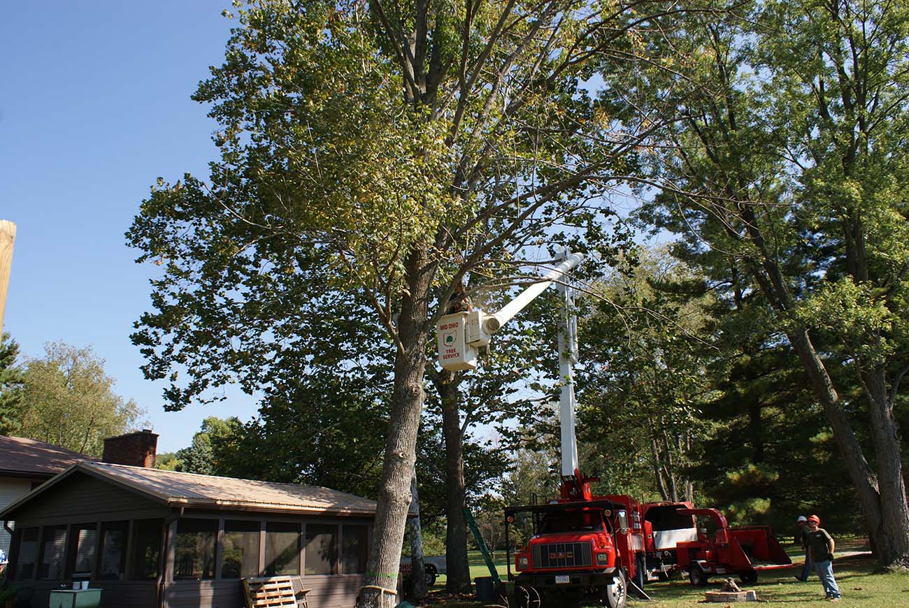 A tree that has been improperly topped, showing damage