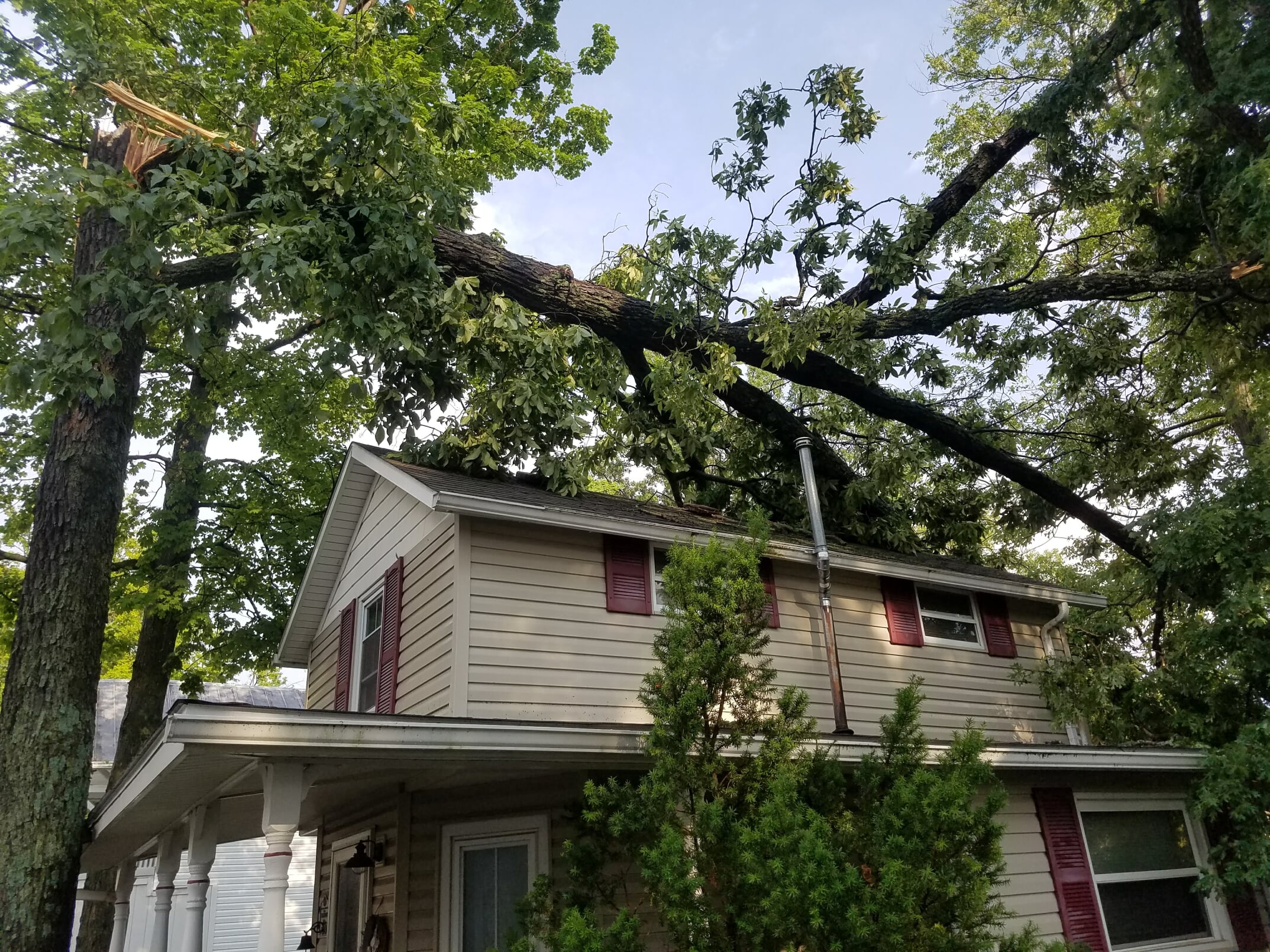 A large storm-damaged tree fallen across the roof of a house